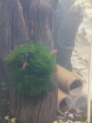Crevettes