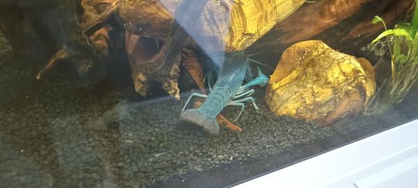 Ecrevisses bleues "Procambarus alleni"