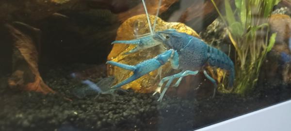 Ecrevisses bleues "Procambarus alleni"