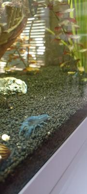 Ecrevisses bleues "Procambarus alleni"