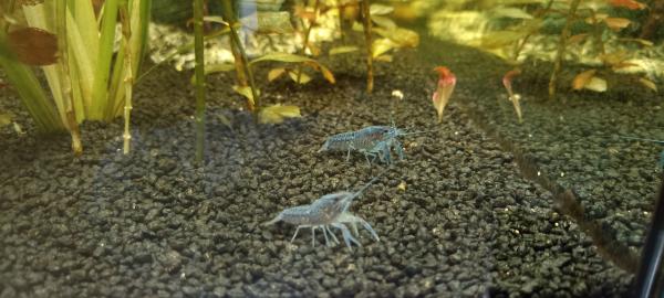 Ecrevisses bleues "Procambarus alleni"