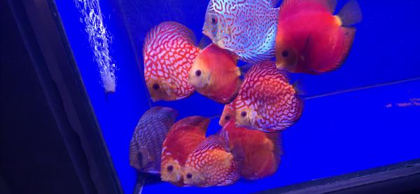 Discus 10-16 cm