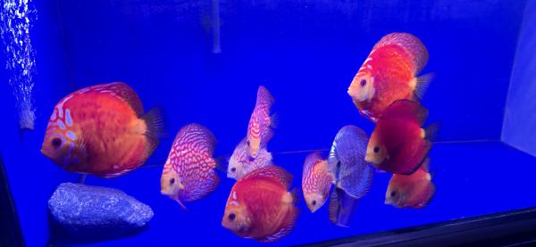Discus 10-16 cm
