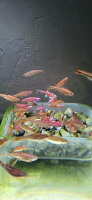 Notropis chrosomus