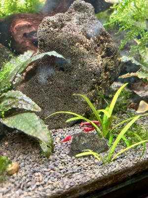 Crevettes aquarium Bloody/Yellow