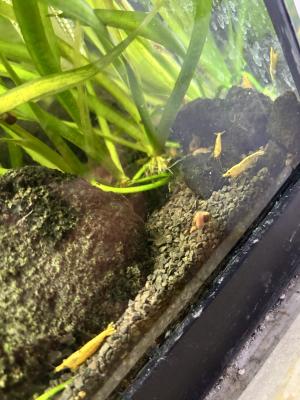 Crevettes aquarium Bloody/Yellow