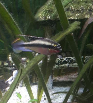 Jeunes pelvicachromis pulcher