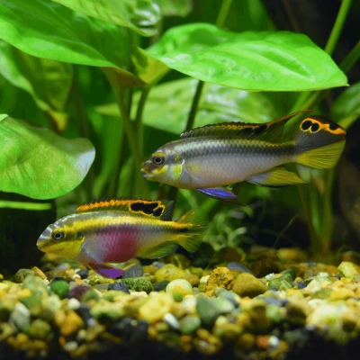 Pelvicachromis Pulcher