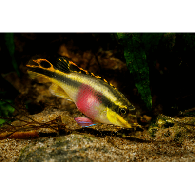 Pelvicachromis Pulcher