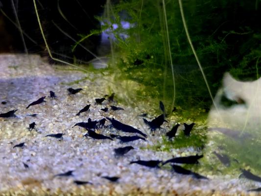 Crevettes Neocaridina Blue Dream
