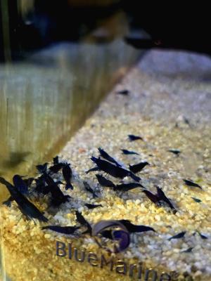 Crevettes Neocaridina Blue Dream