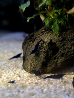 Crevettes Neocaridina Blue Dream