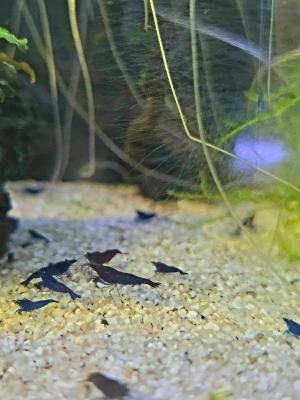 Crevettes Neocaridina Blue Dream