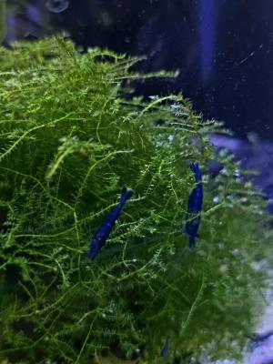 Crevettes Neocaridina Blue Dream