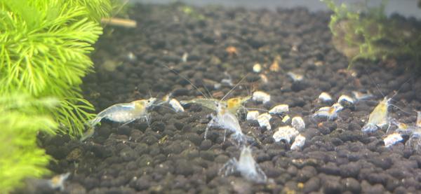 Neocaridina – Crevettes d’aquarium élevées à la maison