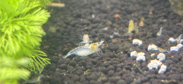 Neocaridina – Crevettes d’aquarium élevées à la maison