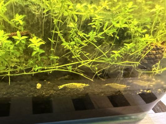Neocaridina – Crevettes d’aquarium élevées à la maison
