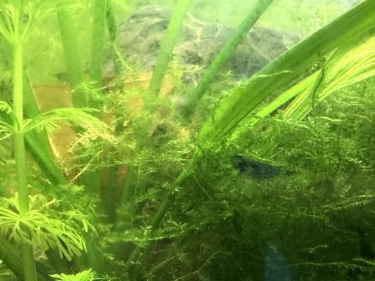 Neocaridina – Crevettes d’aquarium élevées à la maison