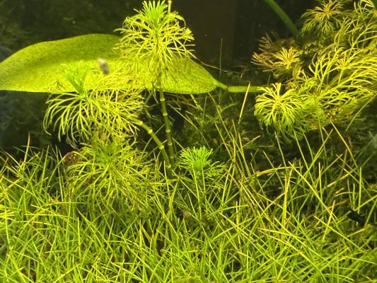 Neocaridina – Crevettes d’aquarium élevées à la maison