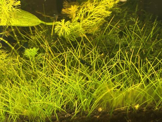 Neocaridina – Crevettes d’aquarium élevées à la maison