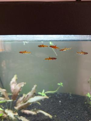 Donne 7 boraras maculatus proche Lyon