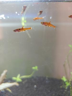 Donne 7 boraras maculatus proche Lyon