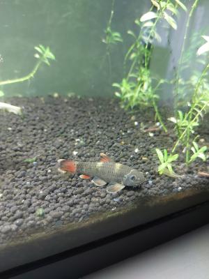 Donne un panda garra proche de Lyon