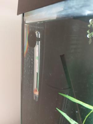 Vend aquarium rayé proche Lyon (+ fond d'eau avec crevettes)  (L60xH30xP30)