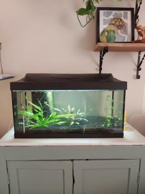 Vend aquarium rayé proche Lyon (+ fond d'eau avec crevettes)  (L60xH30xP30)