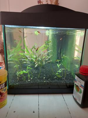 Vend aquarium rayé proche Lyon (+ fond d'eau avec crevettes)  (L60xH30xP30)