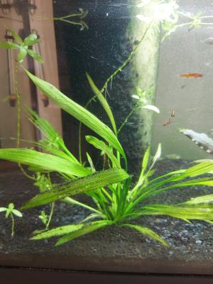 Vend aquarium rayé proche Lyon (+ fond d'eau avec crevettes)  (L60xH30xP30)
