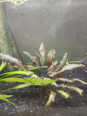 Vend aquarium rayé proche Lyon (+ fond d'eau avec crevettes)  (L60xH30xP30)