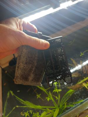 Vend aquarium rayé proche Lyon (+ fond d'eau avec crevettes)  (L60xH30xP30)