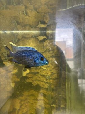 Cichlidés type aulonocara