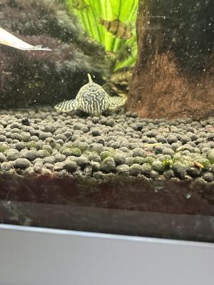 Aquarium