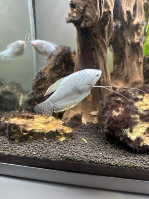 Aquarium