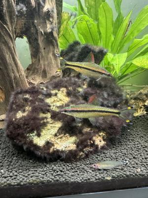 Aquarium