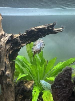 Aquarium