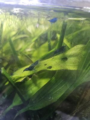 Neocaridina davidi