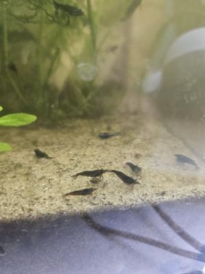 Neocaridina davidi