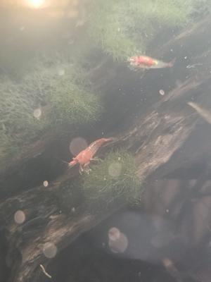 Neocaridina davidi