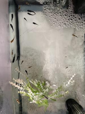 Jeunes Poissons Mollys