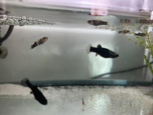 Jeunes Poissons Mollys