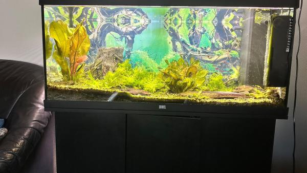 agerichten Juwel Aquarium inklusiv Ennerschaaf, Fësch an emfangreichem Zoubehör