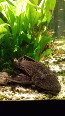 agerichten Juwel Aquarium inklusiv Ennerschaaf, Fësch an emfangreichem Zoubehör