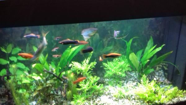 agerichten Juwel Aquarium inklusiv Ennerschaaf, Fësch an emfangreichem Zoubehör