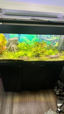 agerichten Juwel Aquarium inklusiv Ennerschaaf, Fësch an emfangreichem Zoubehör