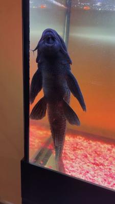Don – Hypostomus plecostomus (pléco) – Hainaut