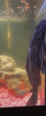 Don – Hypostomus plecostomus (pléco) – Hainaut