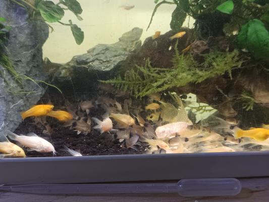 Corydoras Panda à voile par 10